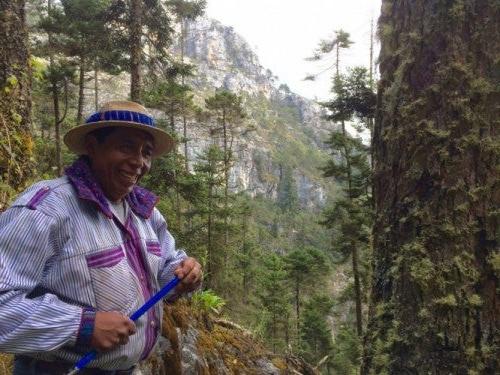 Don Geronimo, a forest guard and community leader from the Todos Santos municipality in Guatemala's Cuchumatanes mountain region, prepares to take a core sample from a Guatemalan fir tree (Abies guatemalensis). Geronimo, who is Mam Maya, worked closely with the research team. Photo courtesy Matthew Taylor.